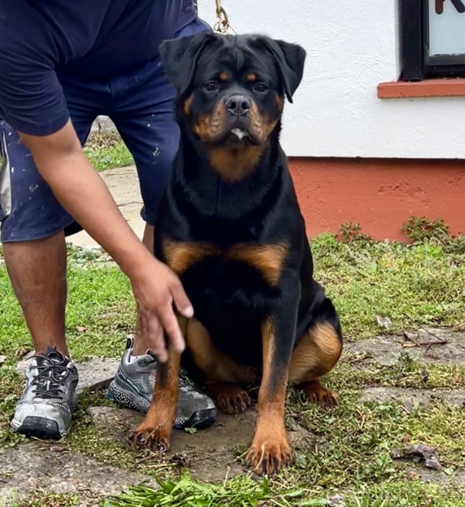NALA DE TXURROKE