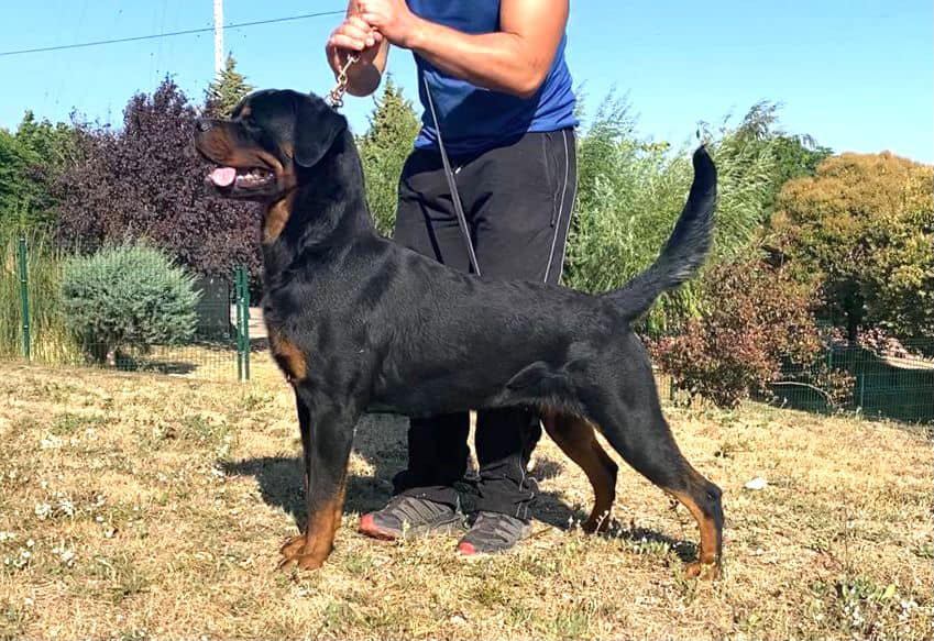 MULTI CH. BARNEY DE TXURROKE