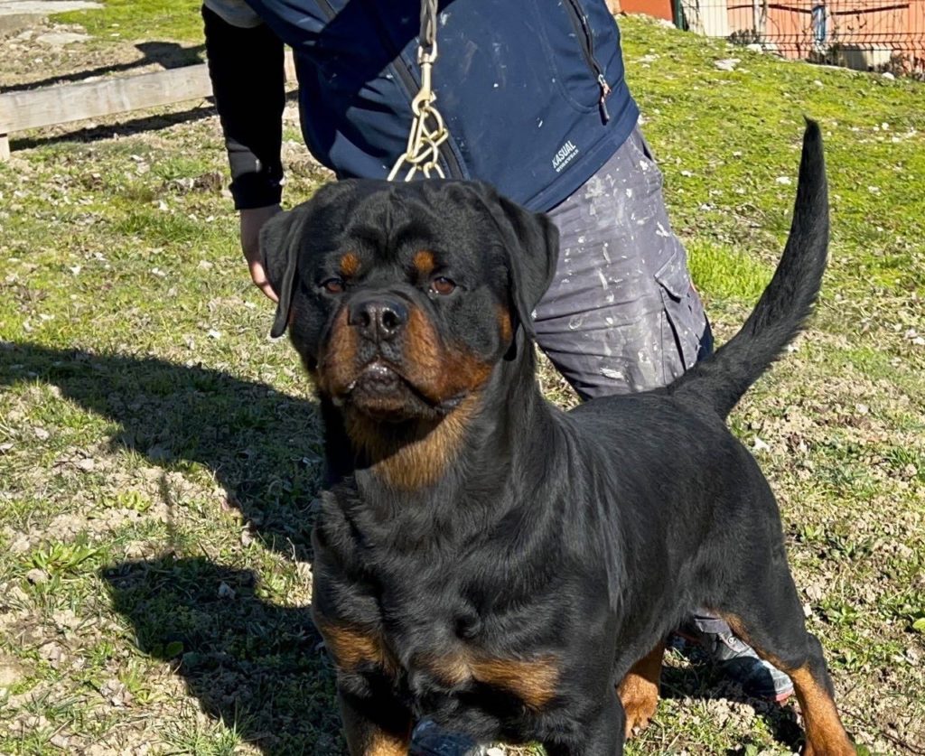 MULTI CH. BARNEY DE TXURROKE