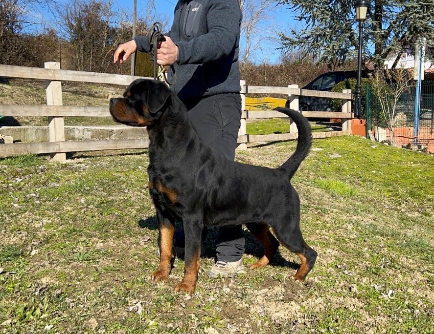 MULTI CH. BARNEY DE TXURROKE
