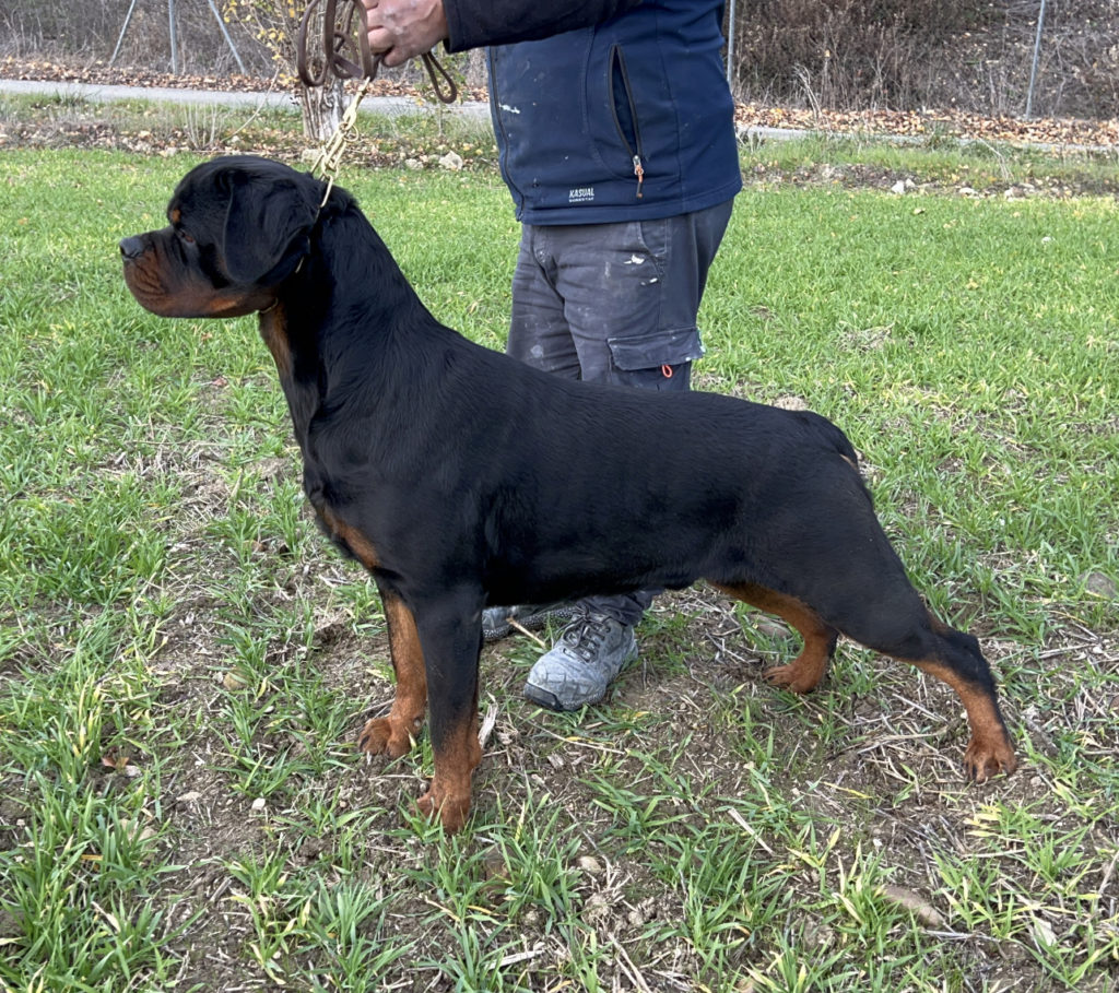 MULTI CH. BARNEY DE TXURROKE