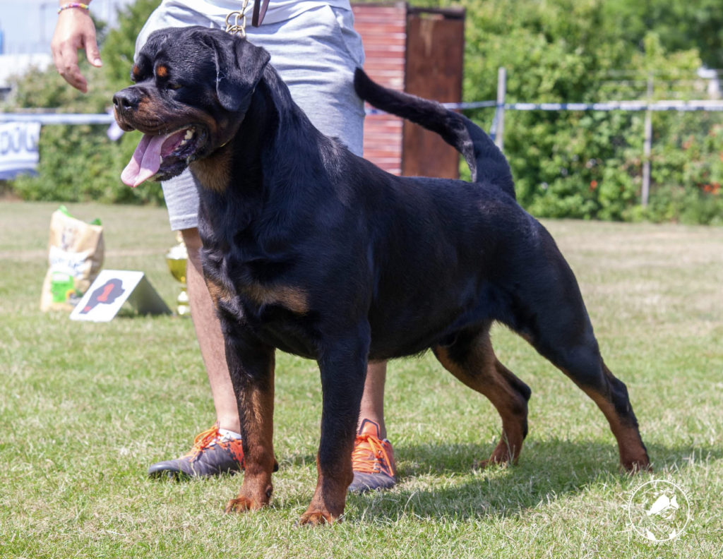 MULTI CH. BARNEY DE TXURROKE