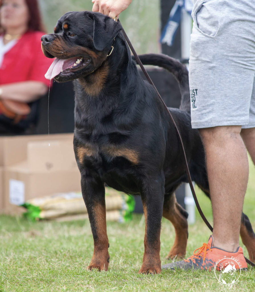 MULTI CH. BARNEY DE TXURROKE