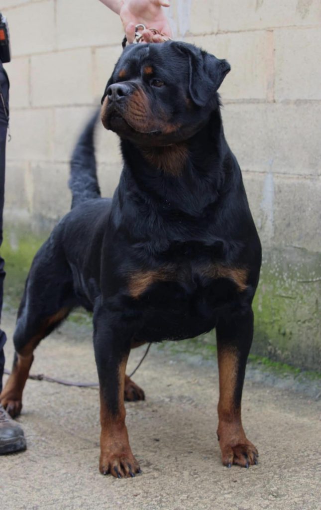 MULTI CH. BARNEY DE TXURROKE