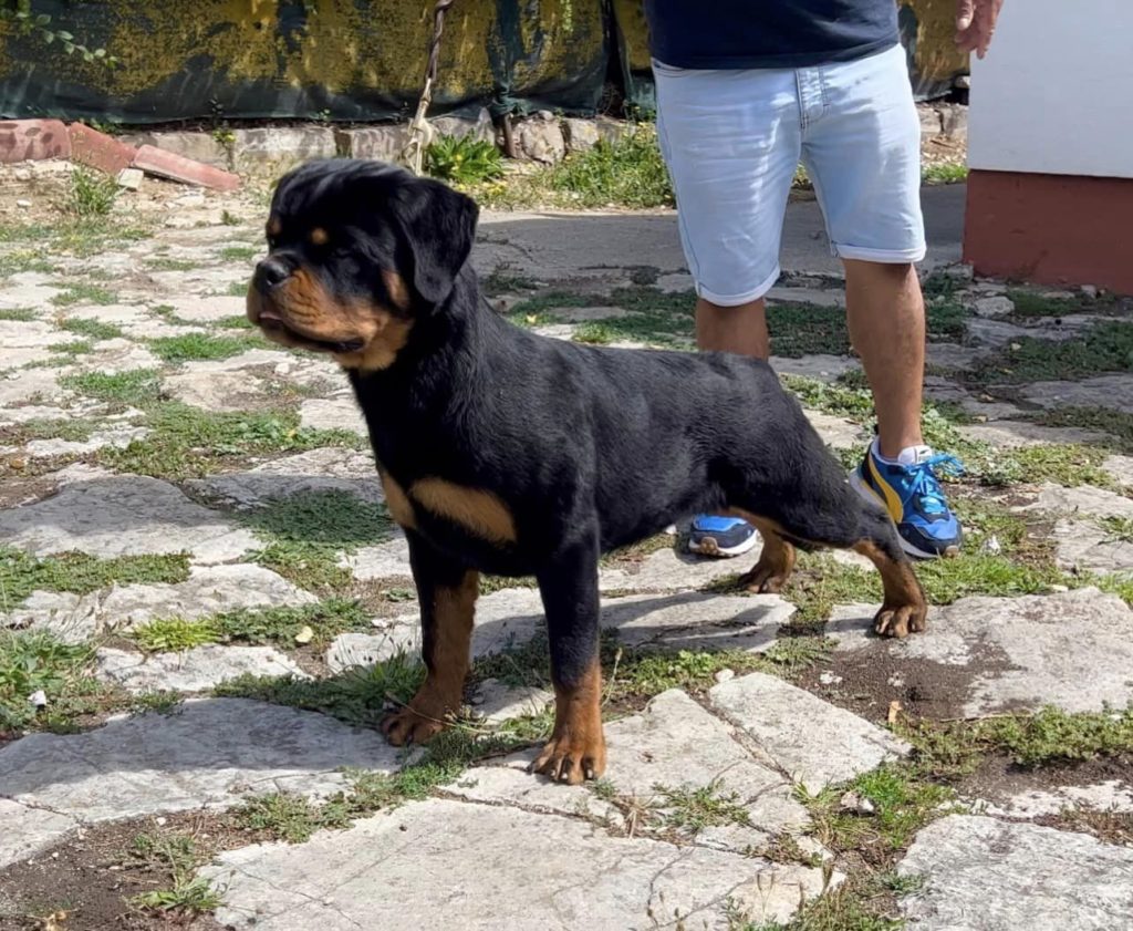 RHEA DE TXURROKE