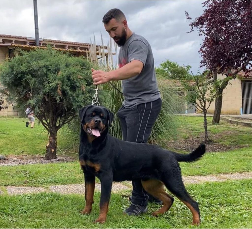 MULTI CH. BARNEY DE TXURROKE