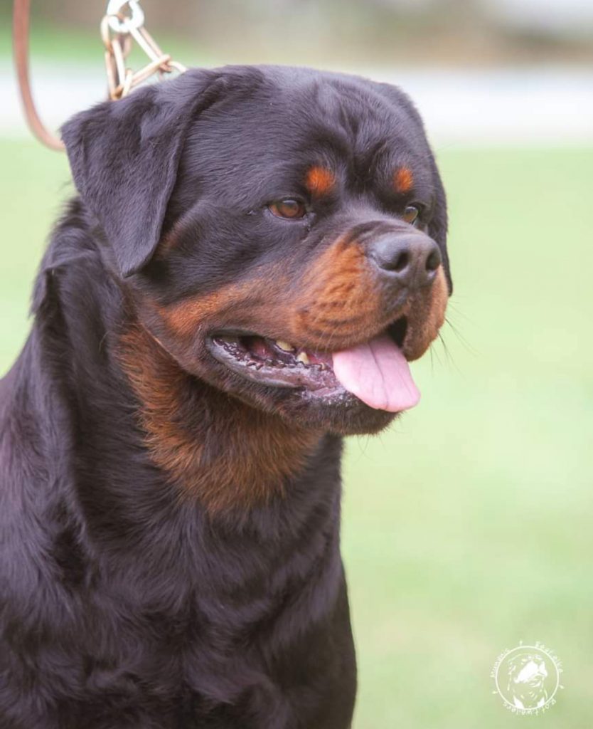 MULTI CH. BARNEY DE TXURROKE