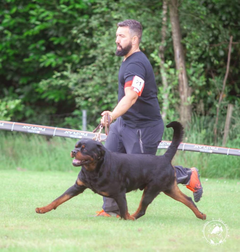 MULTI CH. BARNEY DE TXURROKE