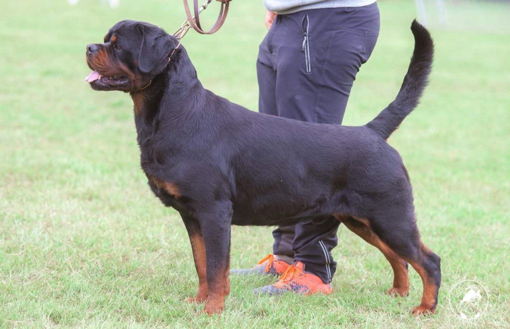 MULTI CH. BARNEY DE TXURROKE