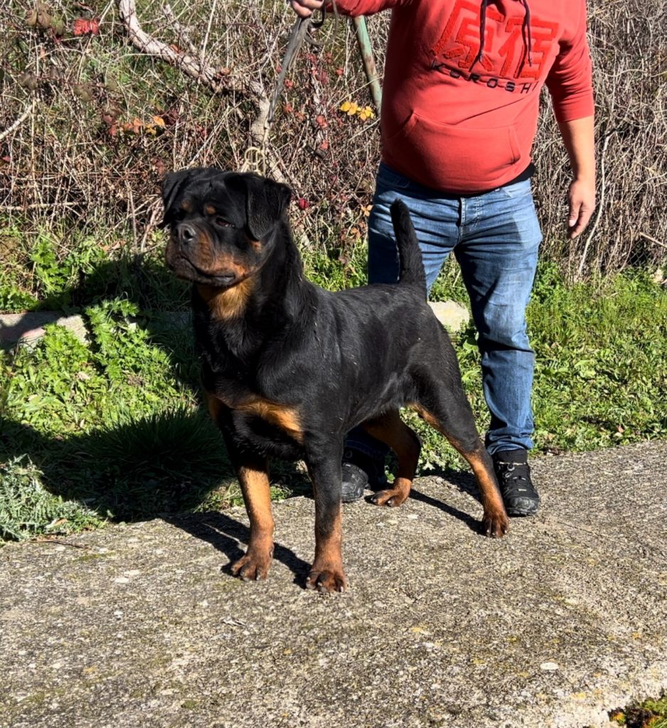 NALA DE TXURROKE
